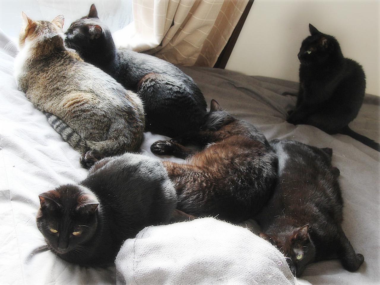 画像: 賑やかな兄弟猫に加えて、今度は母猫と生まれたばかりの3匹が