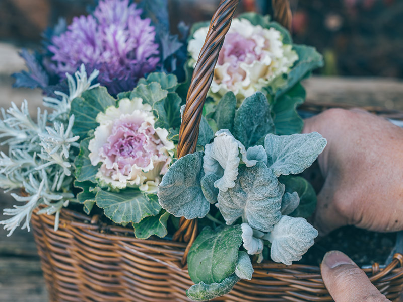 画像5: 身近なかごで楽しむ「ハボタン」の寄せ植えアイデア。センスのいい寄せ植えのコツをていねいに解説／フローラ黒田園芸・黒田健太郎さん