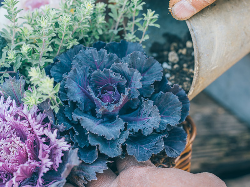 画像14: 寄せ植えのつくり方