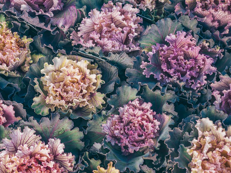 画像: 4.ヴィンテージベイン（フリル葉）