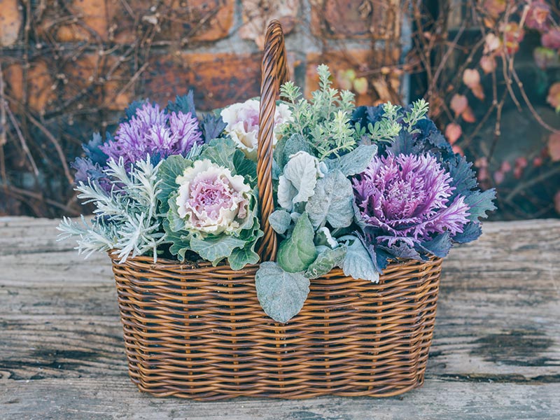 画像: 身近なかごでおしゃれに ハボタンの寄せ植えアイデア