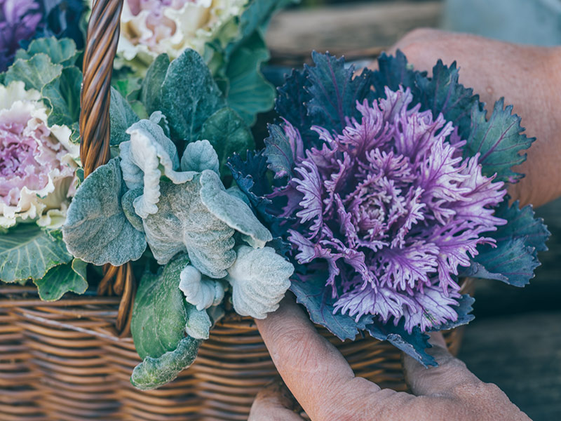 画像6: 身近なかごで楽しむ「ハボタン」の寄せ植えアイデア。センスのいい寄せ植えのコツをていねいに解説／フローラ黒田園芸・黒田健太郎さん