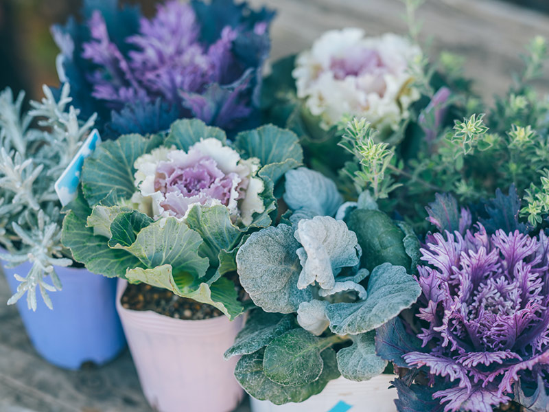 画像5: 寄せ植えのつくり方