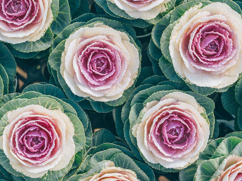 画像: 3.マカロン