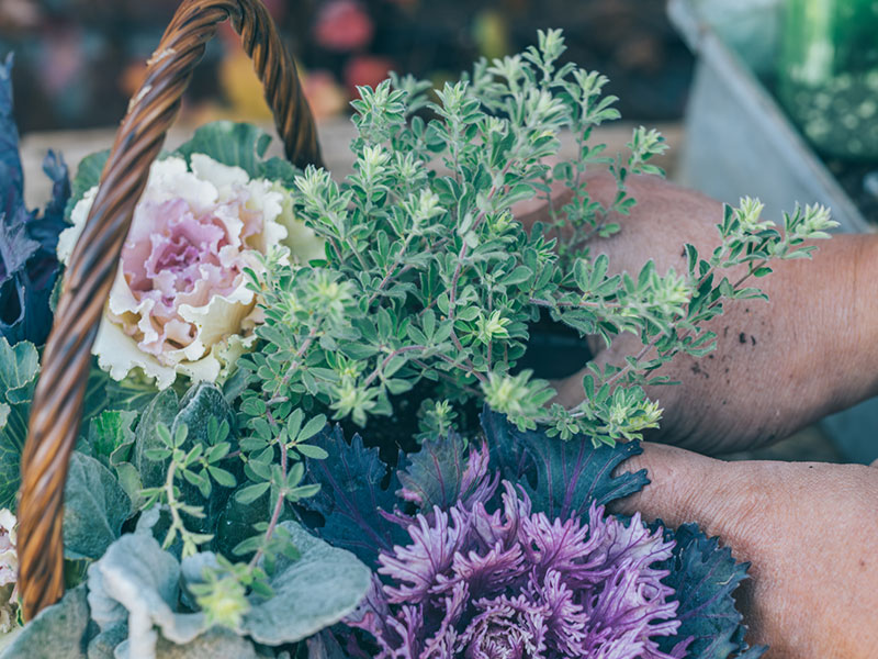 画像7: 身近なかごで楽しむ「ハボタン」の寄せ植えアイデア。センスのいい寄せ植えのコツをていねいに解説／フローラ黒田園芸・黒田健太郎さん