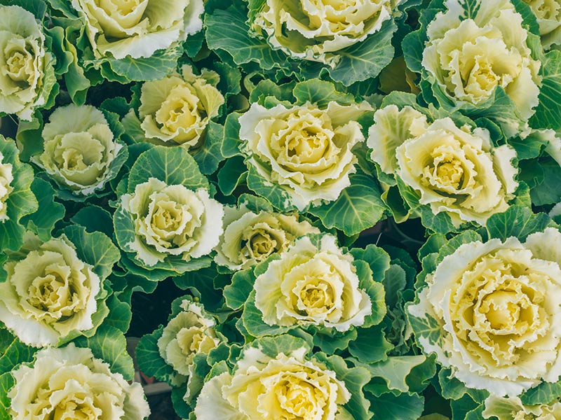 画像: 2.マイフェアレディ