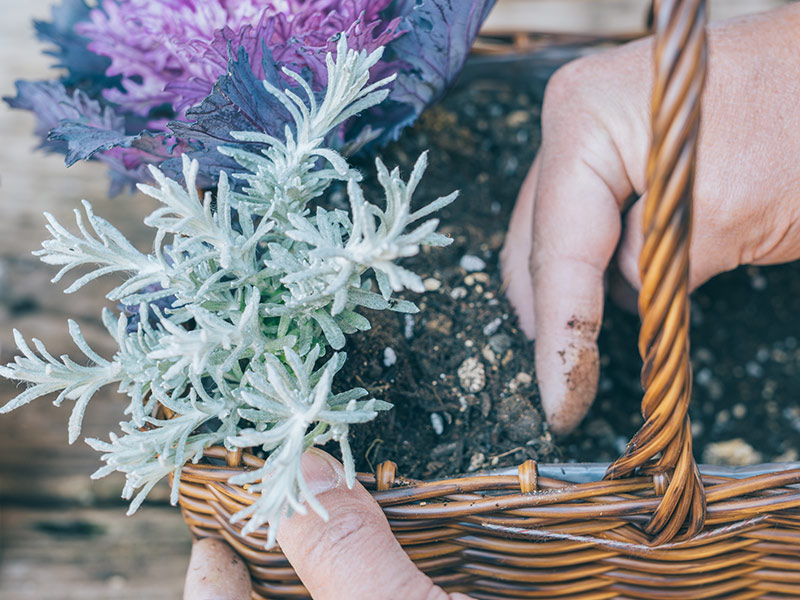 画像11: 寄せ植えのつくり方