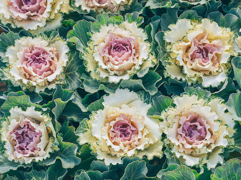 画像: 1.さくらホイップ