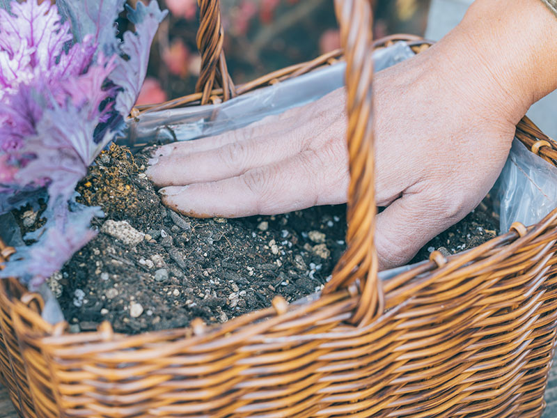 画像3: 身近なかごで楽しむ「ハボタン」の寄せ植えアイデア。センスのいい寄せ植えのコツをていねいに解説／フローラ黒田園芸・黒田健太郎さん