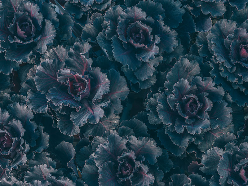 画像: 7.ブラックジュエル