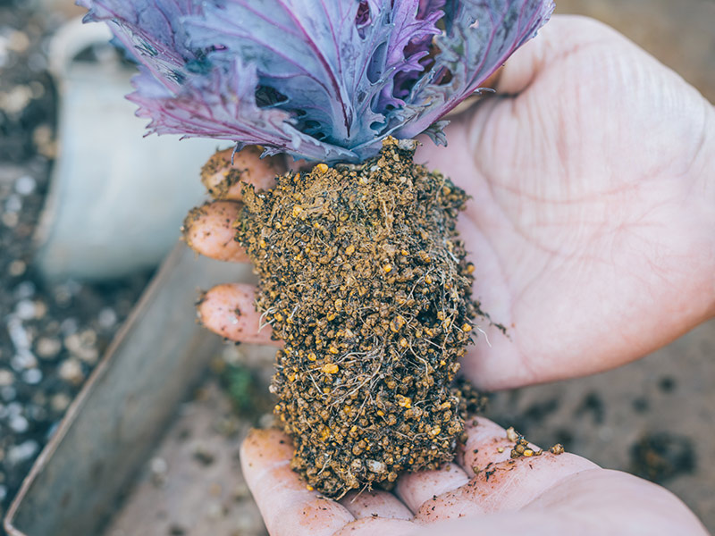 画像2: 身近なかごで楽しむ「ハボタン」の寄せ植えアイデア。センスのいい寄せ植えのコツをていねいに解説／フローラ黒田園芸・黒田健太郎さん