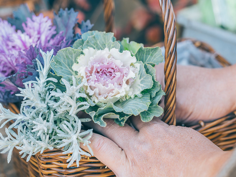 画像12: 寄せ植えのつくり方