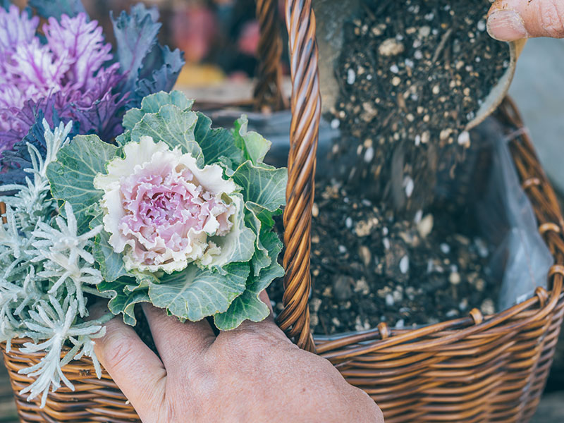 画像13: 寄せ植えのつくり方