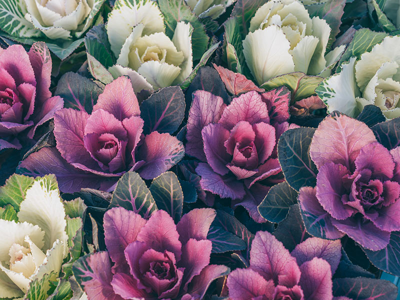 画像1: 8.ウォーターリリー