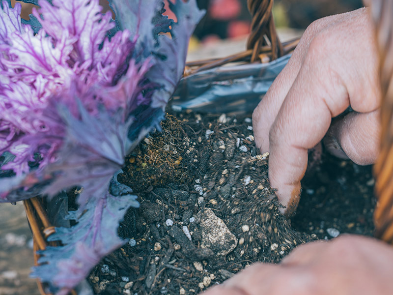 画像10: 寄せ植えのつくり方