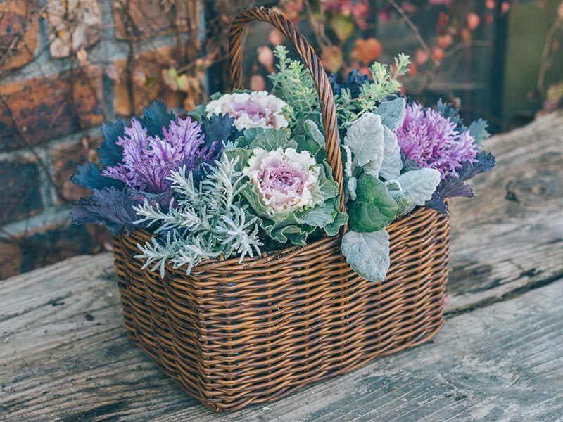 画像15: 寄せ植えのつくり方