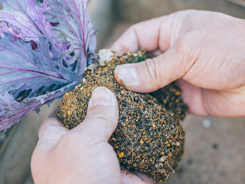 画像8: 寄せ植えのつくり方