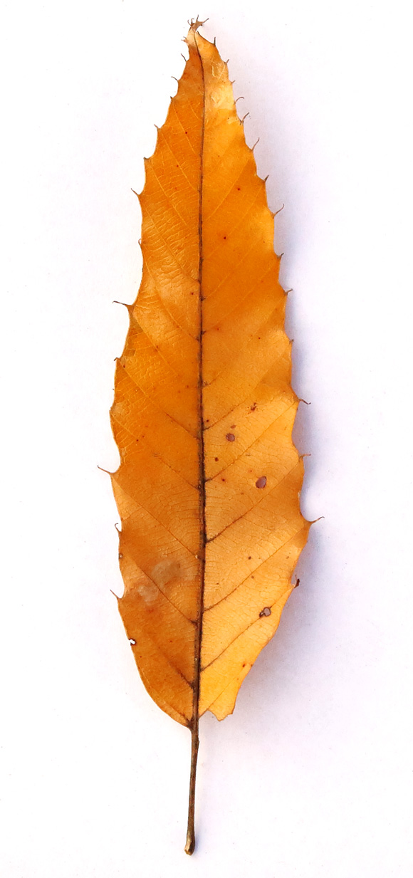 画像2: 道ばたの「落ち葉」を集めて“土を育てる”堆肥をつくる方法。堆肥づくりに向いている葉っぱの解説も/フリーライター・和田義弥さん