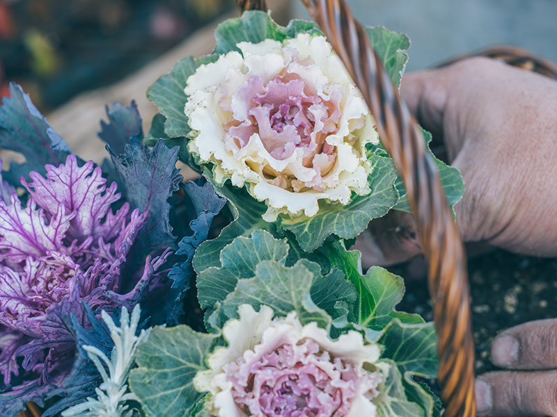 画像4: 身近なかごで楽しむ「ハボタン」の寄せ植えアイデア。センスのいい寄せ植えのコツをていねいに解説／フローラ黒田園芸・黒田健太郎さん