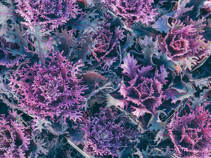 画像: 5.ヴィンテージベイン（切れ葉）