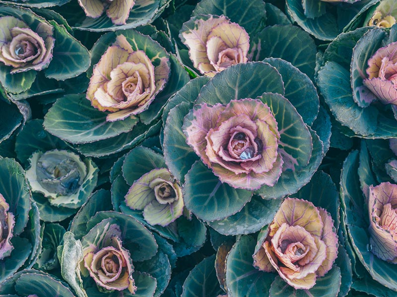 画像: 6.クリームアンティーク