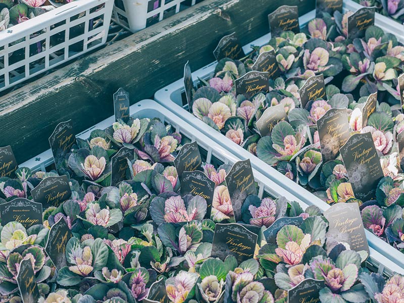 画像: ずらりと並ぶ小さなかわいいハボタンたち