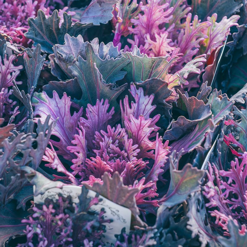 画像2: 冬におすすめ「ハボタン」の人気品種8選。寄せ植えの楽しみが広がる“手のひらサイズ”のかわいいハボタンの世界／フローラ黒田園芸・黒田健太郎さん