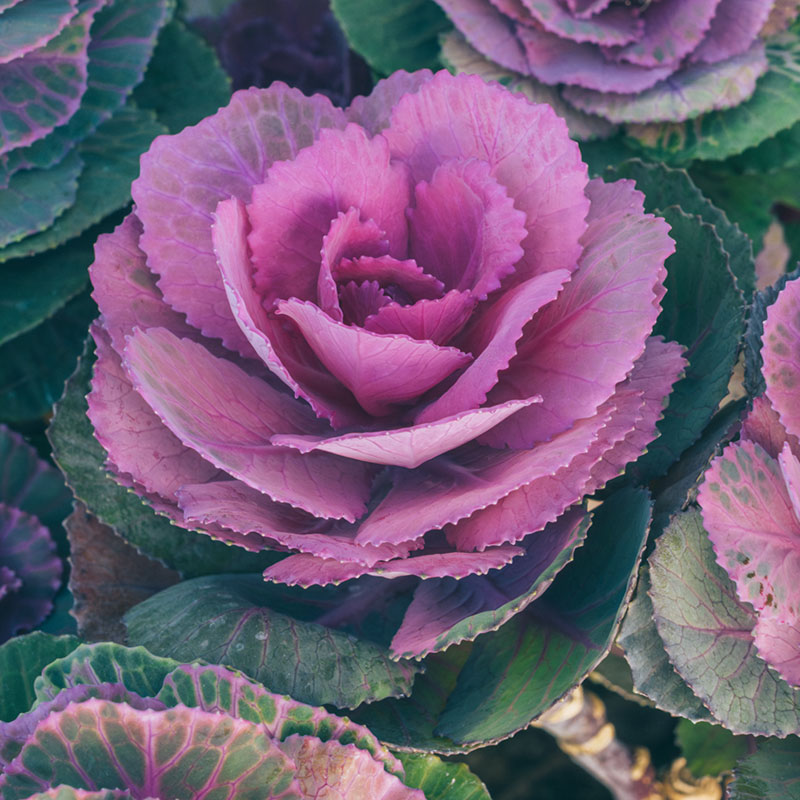 画像1: 冬におすすめ「ハボタン」の人気品種8選。寄せ植えの楽しみが広がる“手のひらサイズ”のかわいいハボタンの世界／フローラ黒田園芸・黒田健太郎さん