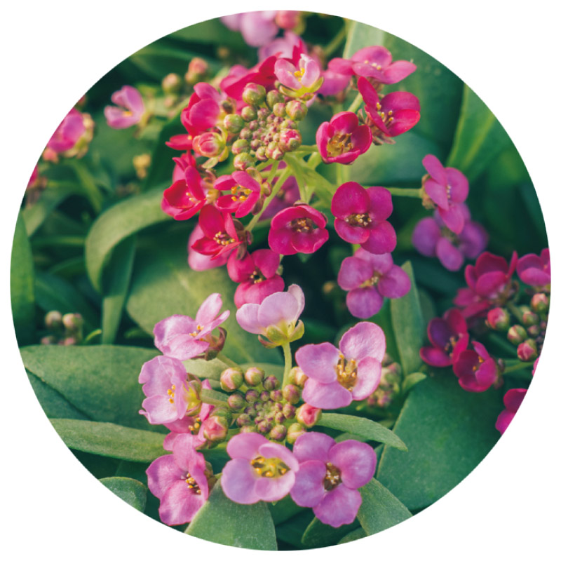 画像1: 冬から春に楽しむ人気の草花「プリムラ」など3選。寄せ植えの主役が引き立つセンスのいいグリーンの合わせ方も／フローラ黒田園芸・黒田健太郎さん