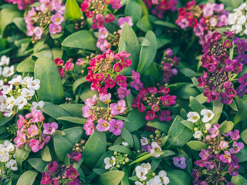 画像2: 2.スイートアリッサム