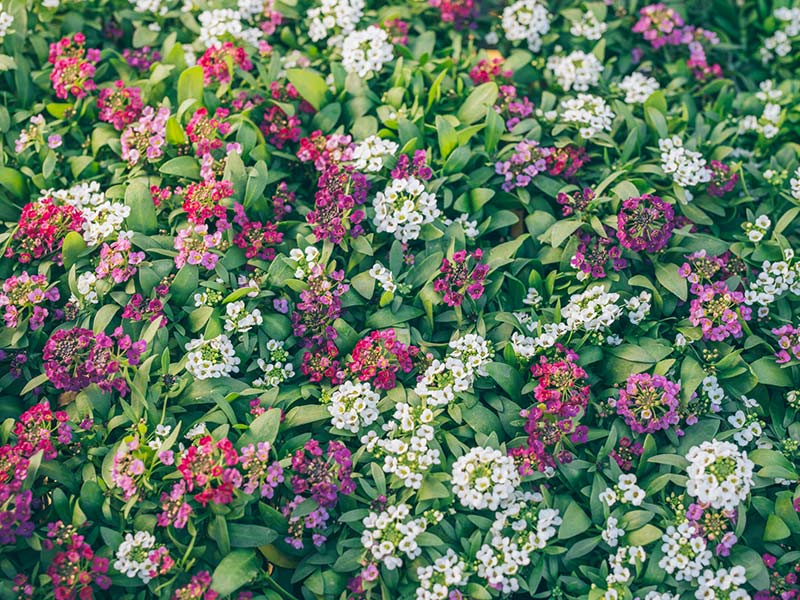 画像1: 2.スイートアリッサム