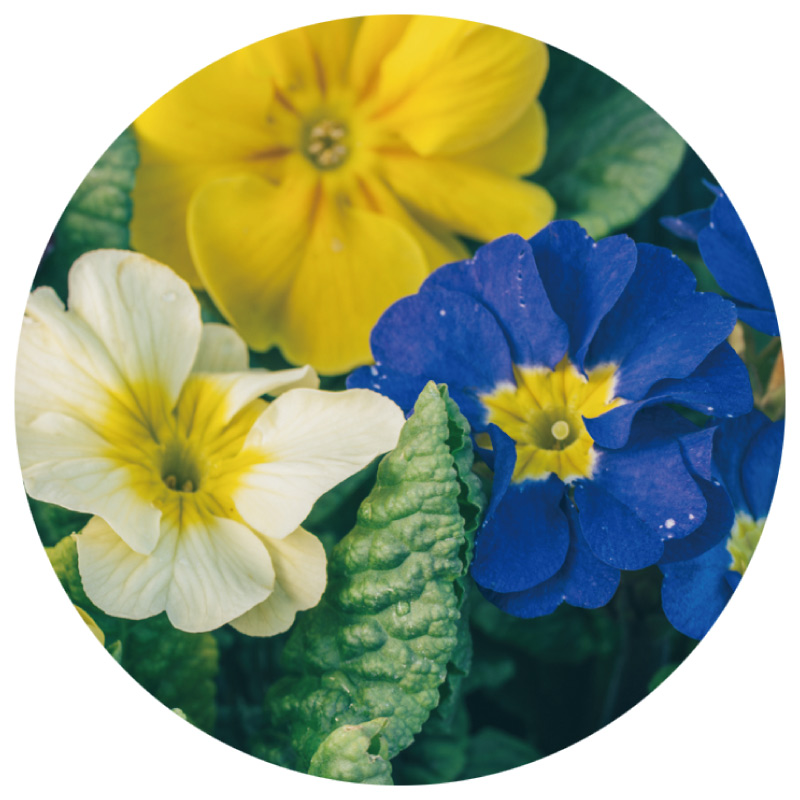 画像3: 冬から春に楽しむ人気の草花「プリムラ」など3選。寄せ植えの主役が引き立つセンスのいいグリーンの合わせ方も／フローラ黒田園芸・黒田健太郎さん