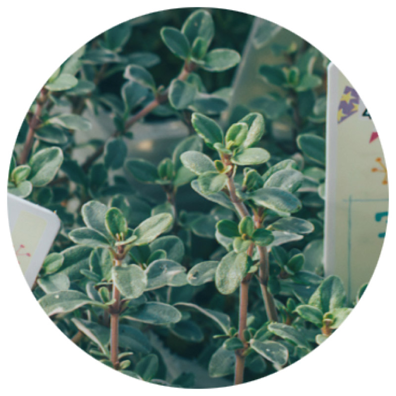 画像2: 冬から春に楽しむ人気の草花「プリムラ」など3選。寄せ植えの主役が引き立つセンスのいいグリーンの合わせ方も／フローラ黒田園芸・黒田健太郎さん