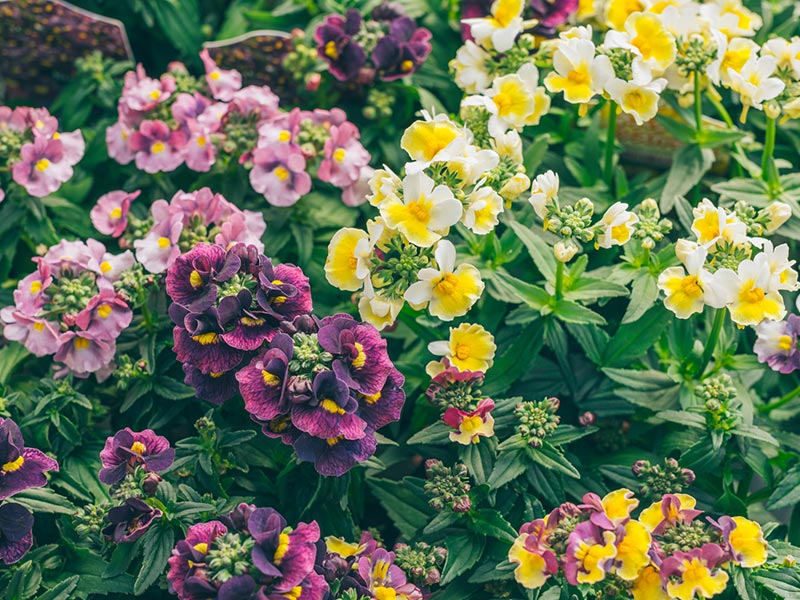 画像: 3.ネメシア