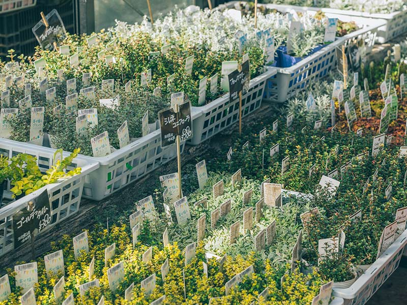 画像: 主役を引き立たせる グリーンの組み合わせ方のポイント