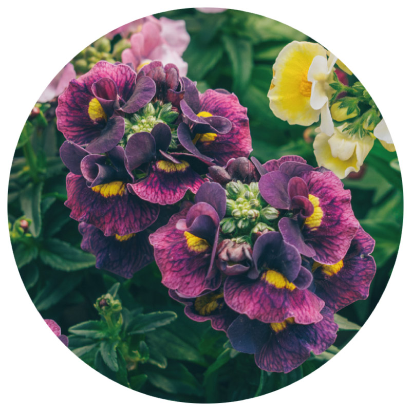 画像5: 冬から春に楽しむ人気の草花「プリムラ」など3選。寄せ植えの主役が引き立つセンスのいいグリーンの合わせ方も／フローラ黒田園芸・黒田健太郎さん