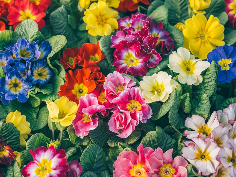 画像: 1.プリムラ