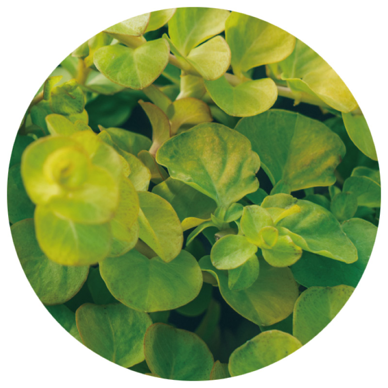 画像4: 冬から春に楽しむ人気の草花「プリムラ」など3選。寄せ植えの主役が引き立つセンスのいいグリーンの合わせ方も／フローラ黒田園芸・黒田健太郎さん