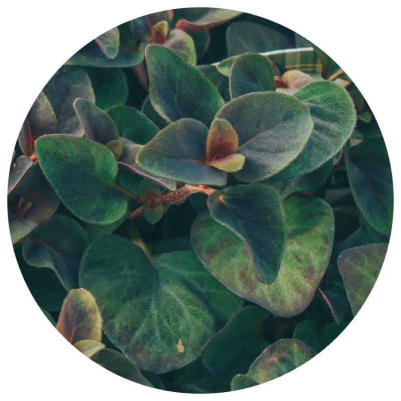 画像6: 冬から春に楽しむ人気の草花「プリムラ」など3選。寄せ植えの主役が引き立つセンスのいいグリーンの合わせ方も／フローラ黒田園芸・黒田健太郎さん