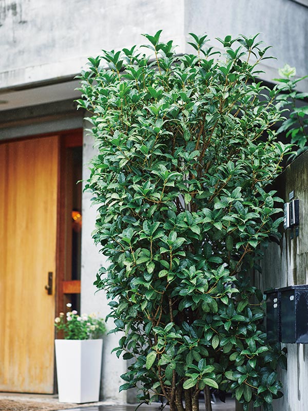 画像: 入口にはほのかに香る銀木犀を植えた