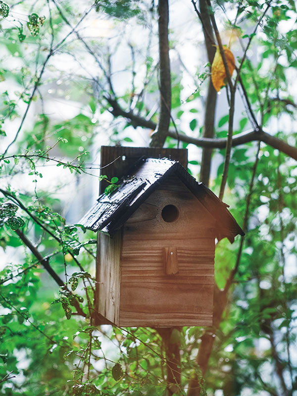 画像: 鳥の巣箱も設置。「残念ながらまだ使ってくれる鳥がいなくて。とてもいいお家だと思うんだけど」