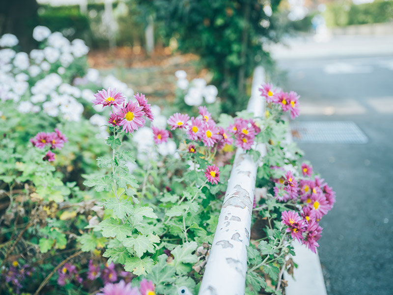 画像: きれいに整えられた花壇