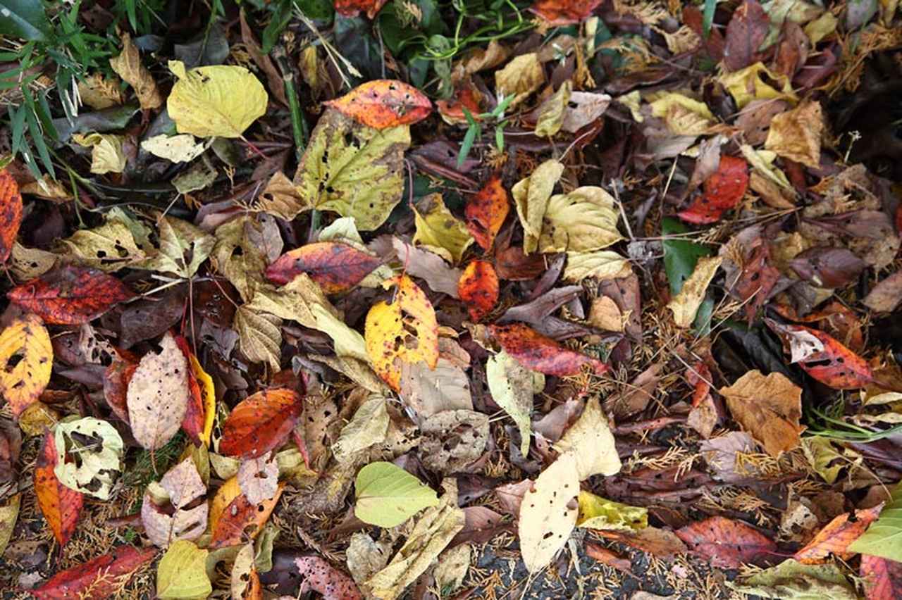 画像: 道ばたの「落ち葉」を集めて“土を育てる”堆肥をつくる方法。堆肥づくりに向いている葉っぱの解説も／フリーライター・和田義弥さん - 天然生活web