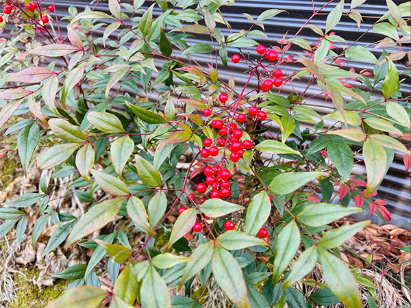 画像1: お正月の福島。雪の公園で思い知る「2026年の課題」