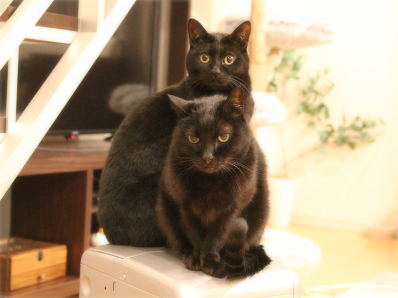 画像: ヒーターの上を分け合う猫たち