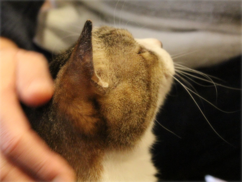 画像: 夫になでてもらい至福の顔