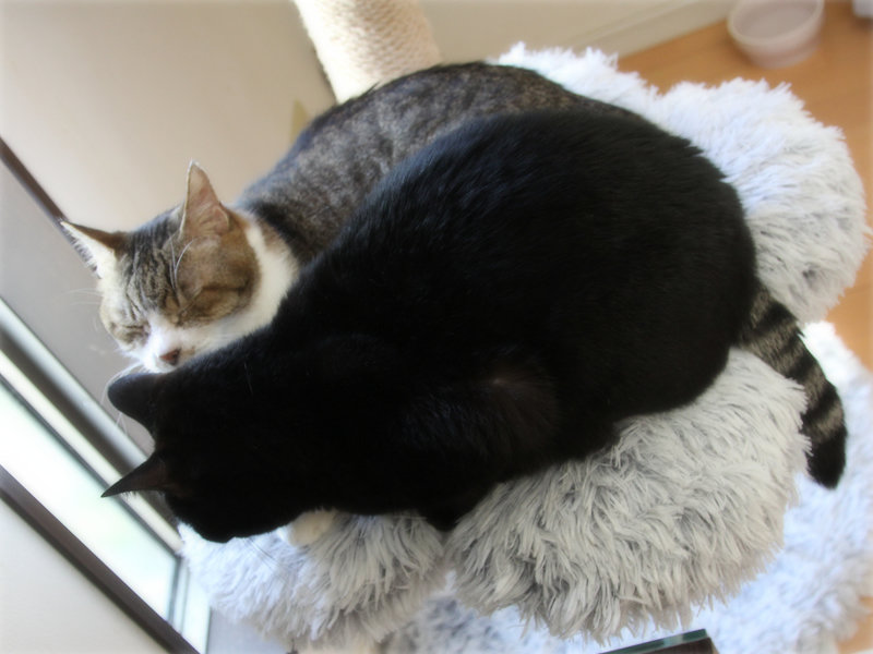 画像: でかおがいると誰かがやってくる