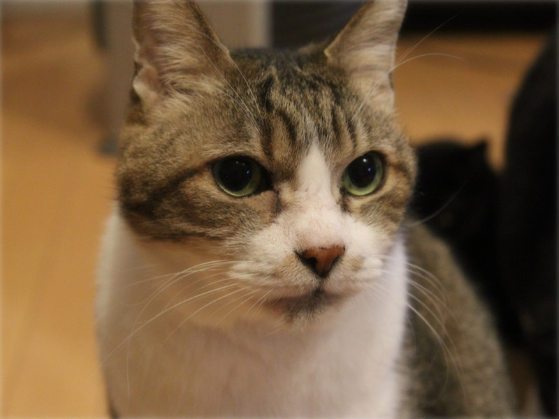 画像: でかお、16歳。人間をよく観察する猫です