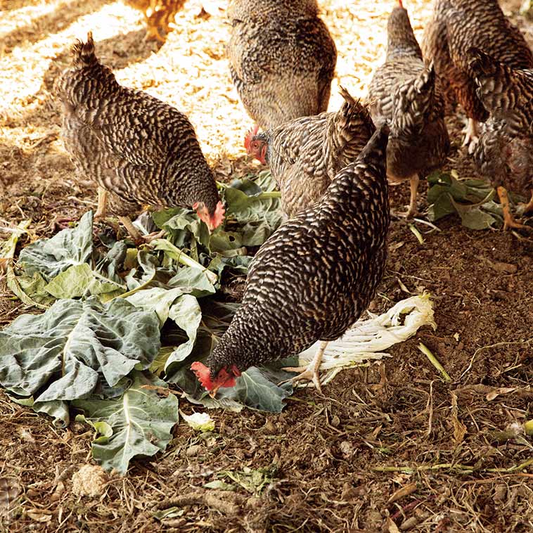 画像: ニワトリにも野菜が大人気