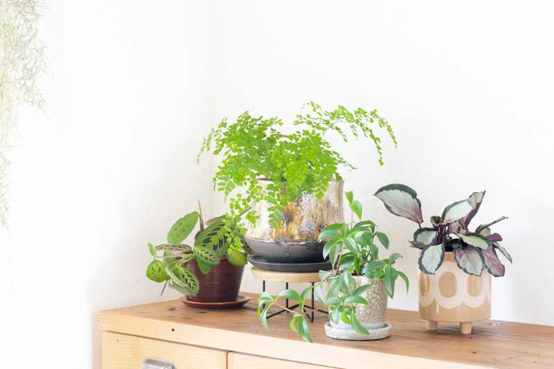 画像: 【After】 一鉢ずつに『居場所』を作って｡少し空けるだけで､葉が一枚ずつのびのびと呼吸し始めます